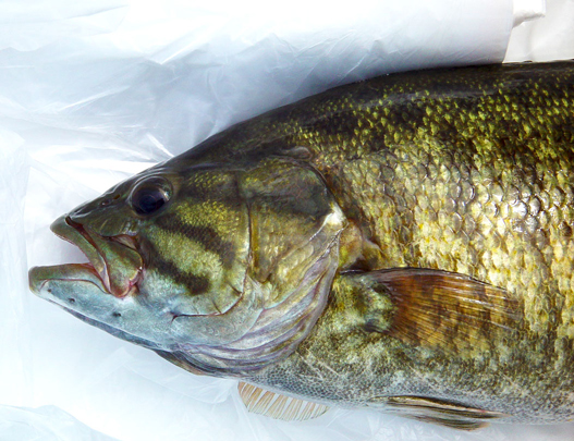 Smallmouth Bass - Printed Reference Photos Volume 1 - Click Image to Close