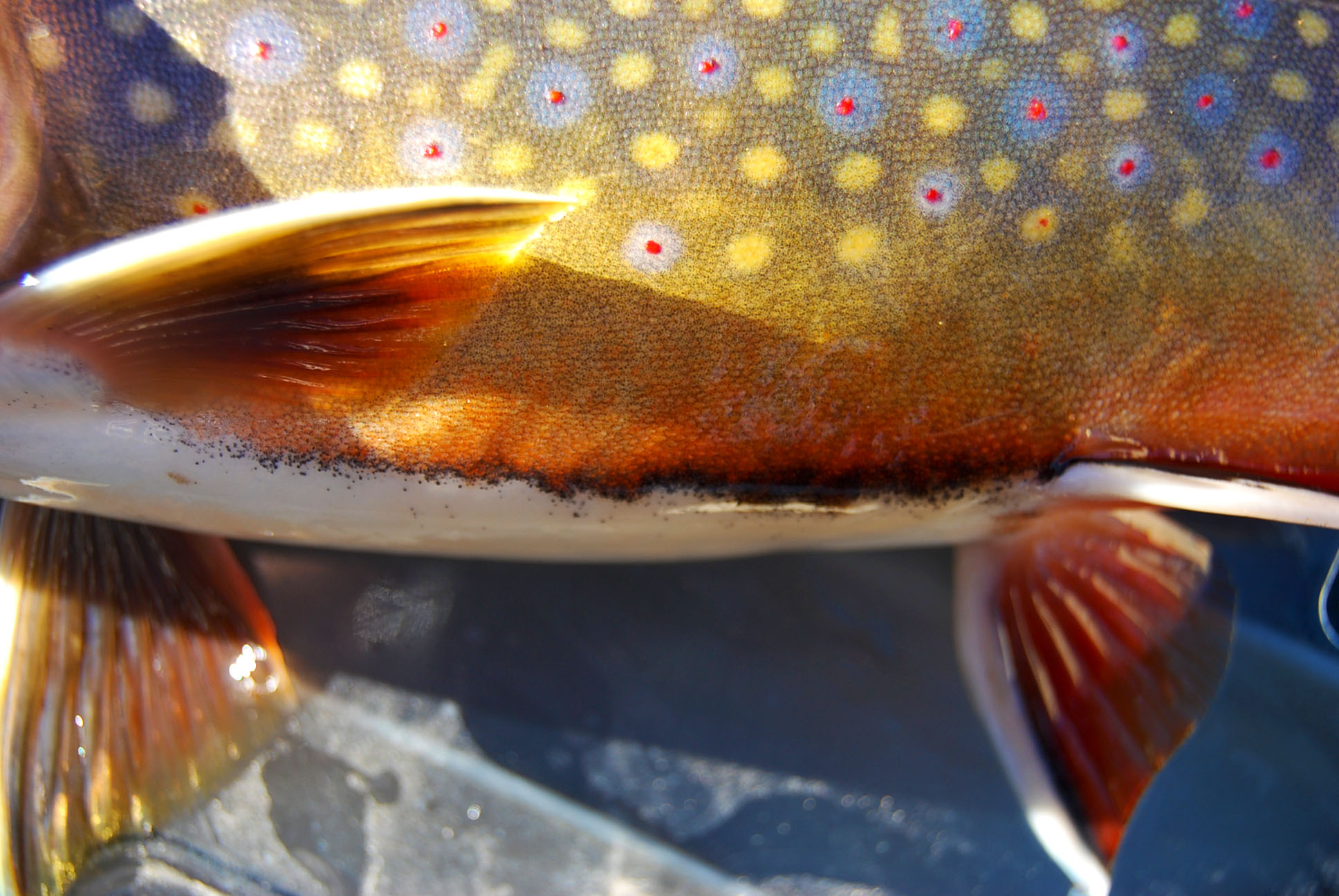 Brook Trout Printed Reference Photos - Volume 1 - Click Image to Close