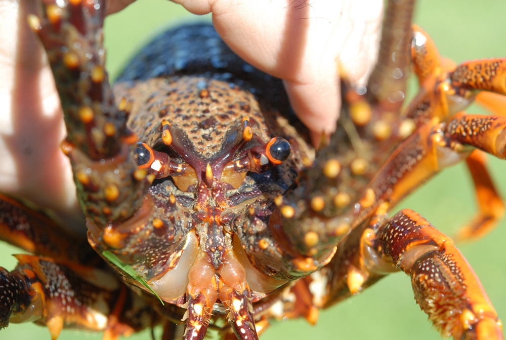 Pacific Spiny Lobster - Digital Reference Photos