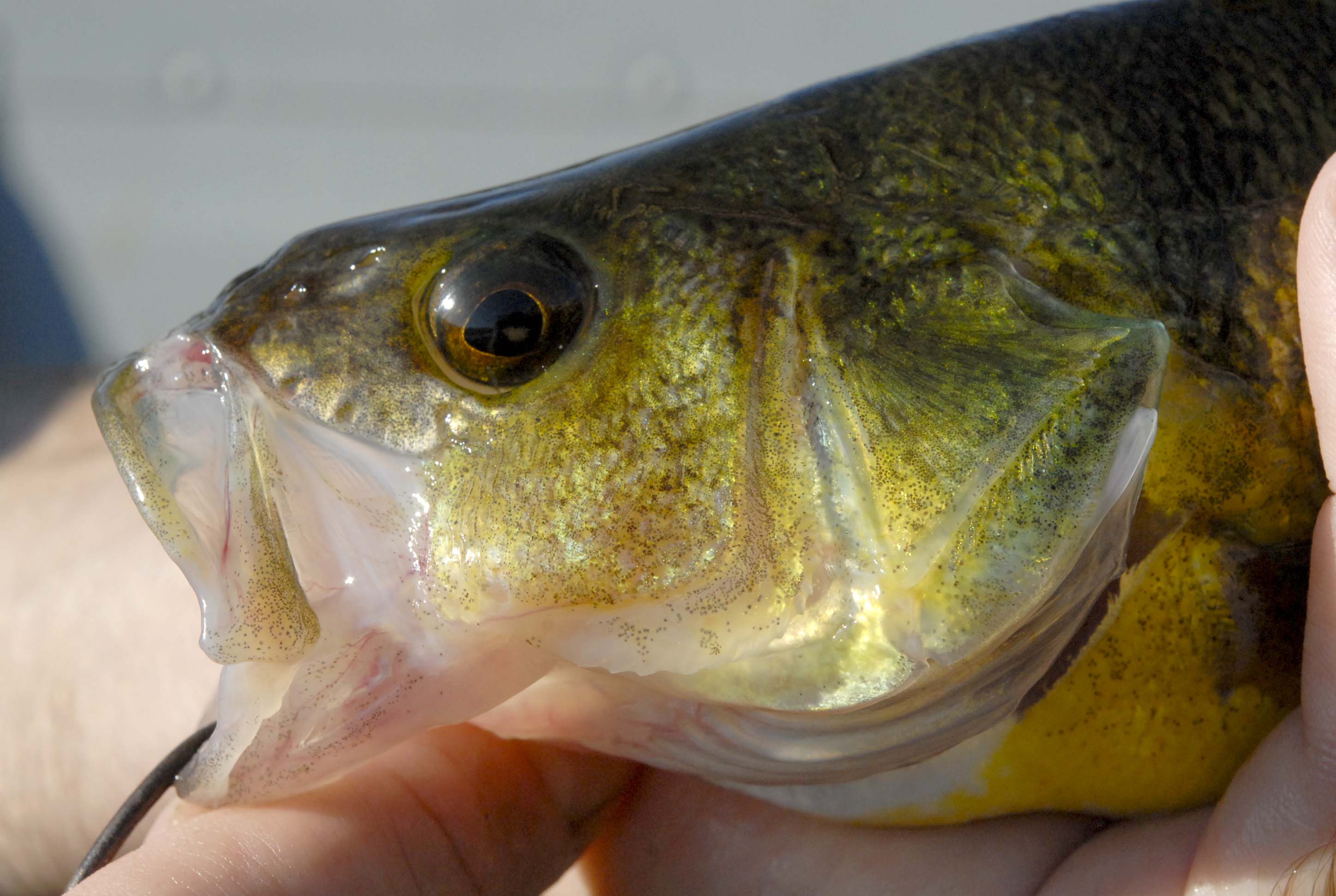 Yellow Perch - Digital Reference Photos Volume 1