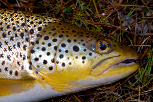 Brown Trout Printed Reference Photos - Volume 1 - Click Image to Close