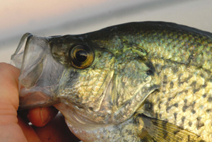 Black Crappie - Printed Reference Photos Volume 1 - Click Image to Close