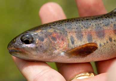 Redband Trout Digital Reference Photos - Click Image to Close