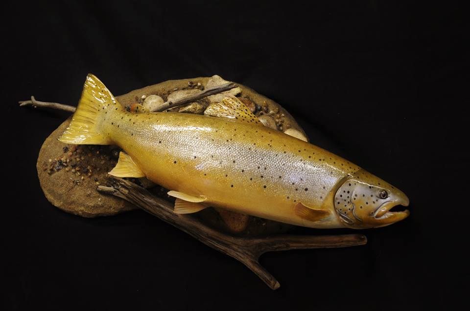 TW Brown Trout Male 27x 15 9.5 LB RT Ready to Paint - Click Image to Close