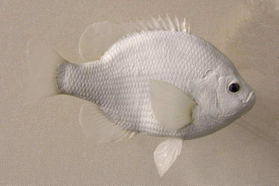 LCR-BLG11.0-2 Blue Gill 11 x 12 - 1.5 LB - Ready to Paint