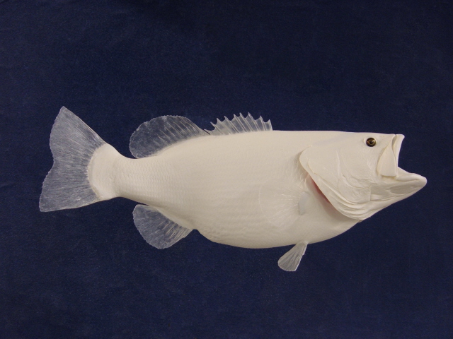 LCR-BLM20.0-2 Largemouth Bass 20 x 15.5 - 5.5 LB - Unassembled - $215.32 :  Anglers Artistry, The Art of Taxidermy With Rick Krane