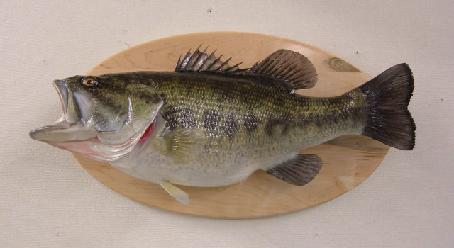 LCR-BLM23.0-4 Largemouth Bass 23 x 18 - 9 LB - Ready to Paint