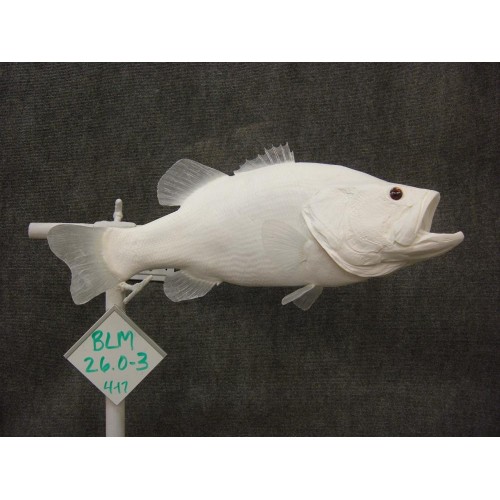 LCR-BLM26.0-3 Largemouth Bass L26 W21 LB 13.3 Unassembled - Click Image to Close
