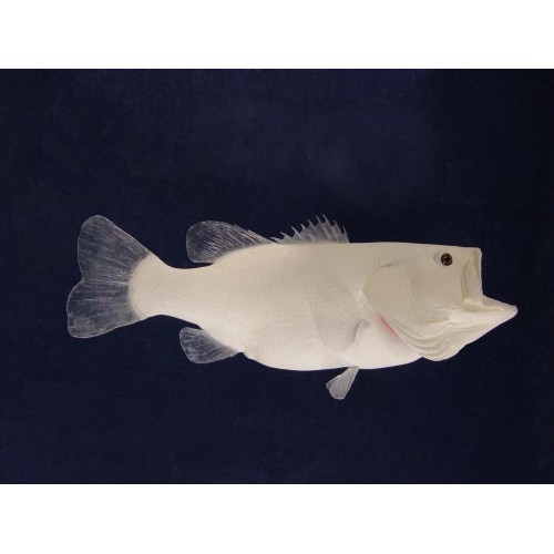 LCR-BLM27.01 Largemouth Bass 27x20.5 114.5 LB unassembled - Click Image to Close