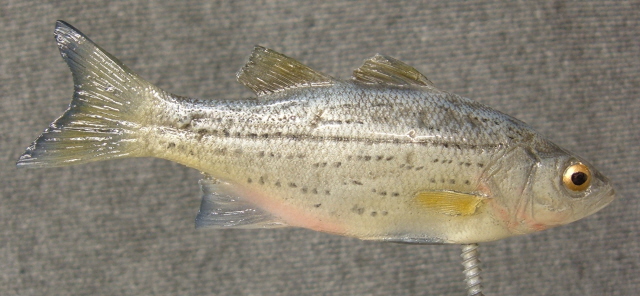 LCR-BPBWT7.75 White Bass 7.75"-Painted