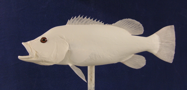 LCR-BPC23.0-1 Peacock Bass 23 x 15 7LB-Ready to Paint