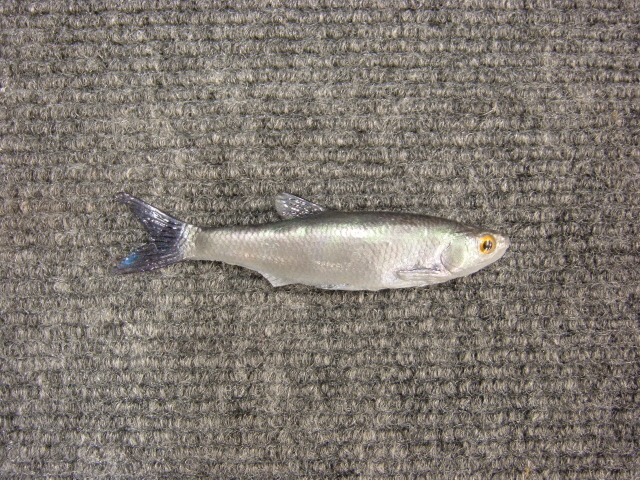 LCR-BPESH3.5 Emerald Shiner 3.5"- Painted - Click Image to Close