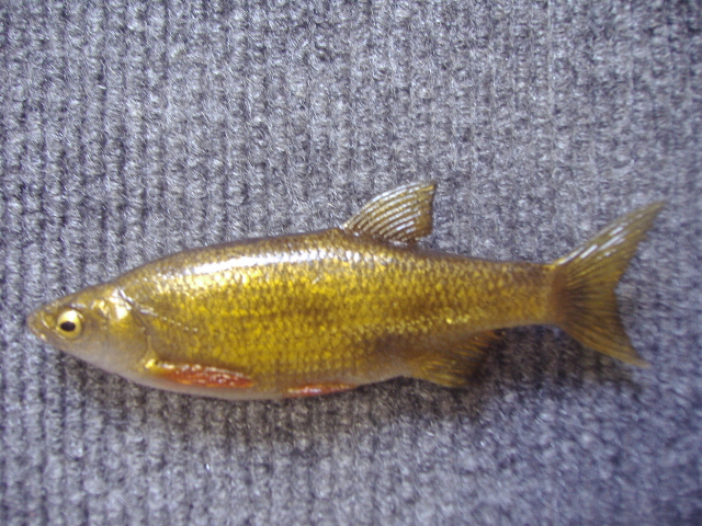 LCR-BPGSH4.0 Golden Shiner 4"- Painted - Click Image to Close