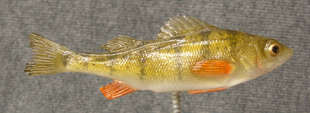 LCR-BPPER5.5 Perch 5.5"- Painted