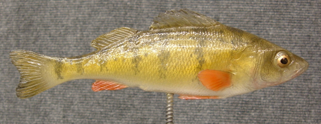 LCR-BPPER7.0 Perch 7"- Painted