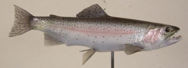LCR-BPTRB8.5 Trout 8.5"-Painted
