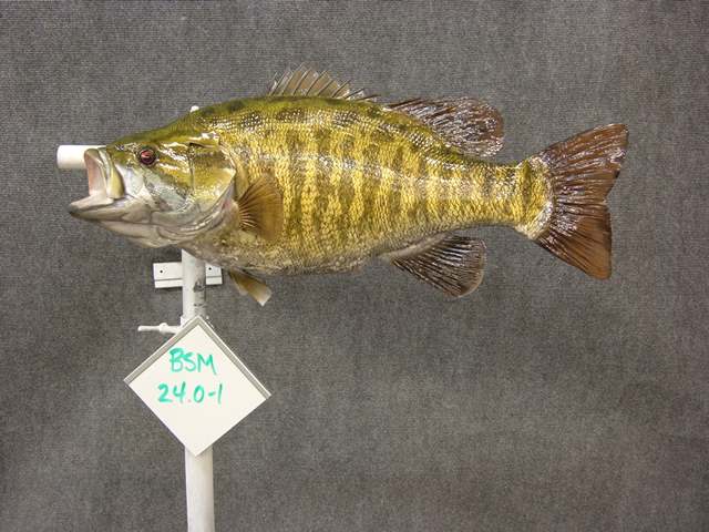 LCR-BSM24.0-1 Smallmouth Bass LT 24 x 18 8.5LB- Ready to Paint - Click Image to Close