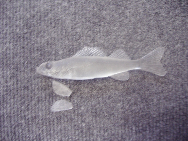 LCR-BWAL5.0 Walleye 5"-Unpainted - Click Image to Close