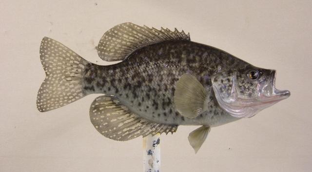 Crappie Replica : Anglers Artistry, The Art of Taxidermy With Rick Krane