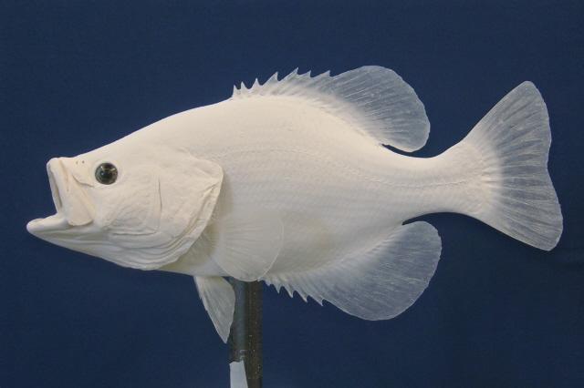 Crappie Replica : Anglers Artistry, The Art of Taxidermy With Rick Krane