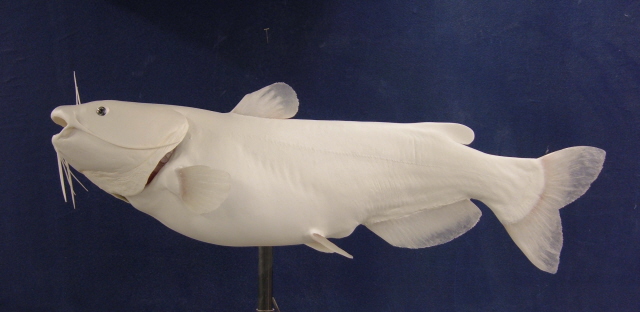 LCR-CCH39.0-1 Channel Catfish 39 x 25.5 34LB-Ready to Paint - Click Image to Close