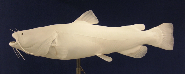 LCR-CFH46.0-1 Flathead Catfish 46 x 30.5 57LB-Ready to Paint