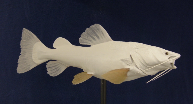 Red Tail Catfish