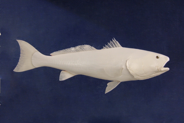 LCR-DRF40.0-2 Red Fish LT L 40 G 22.5 LB 28 Ready to Paint - Click Image to Close