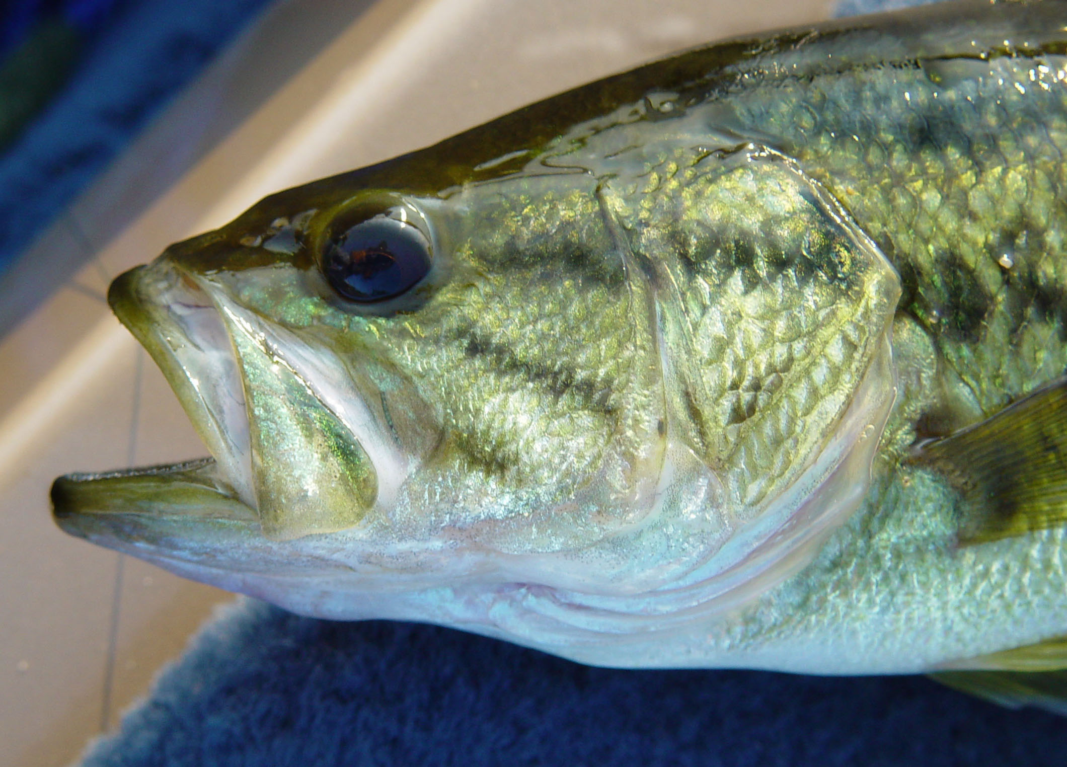 Largemouth Bass - Printed Reference Photos Volume - Click Image to Close