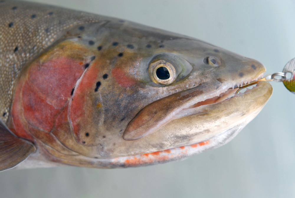 Lahontan Cutthroat Trout - Digital Reference Photos Volume 1