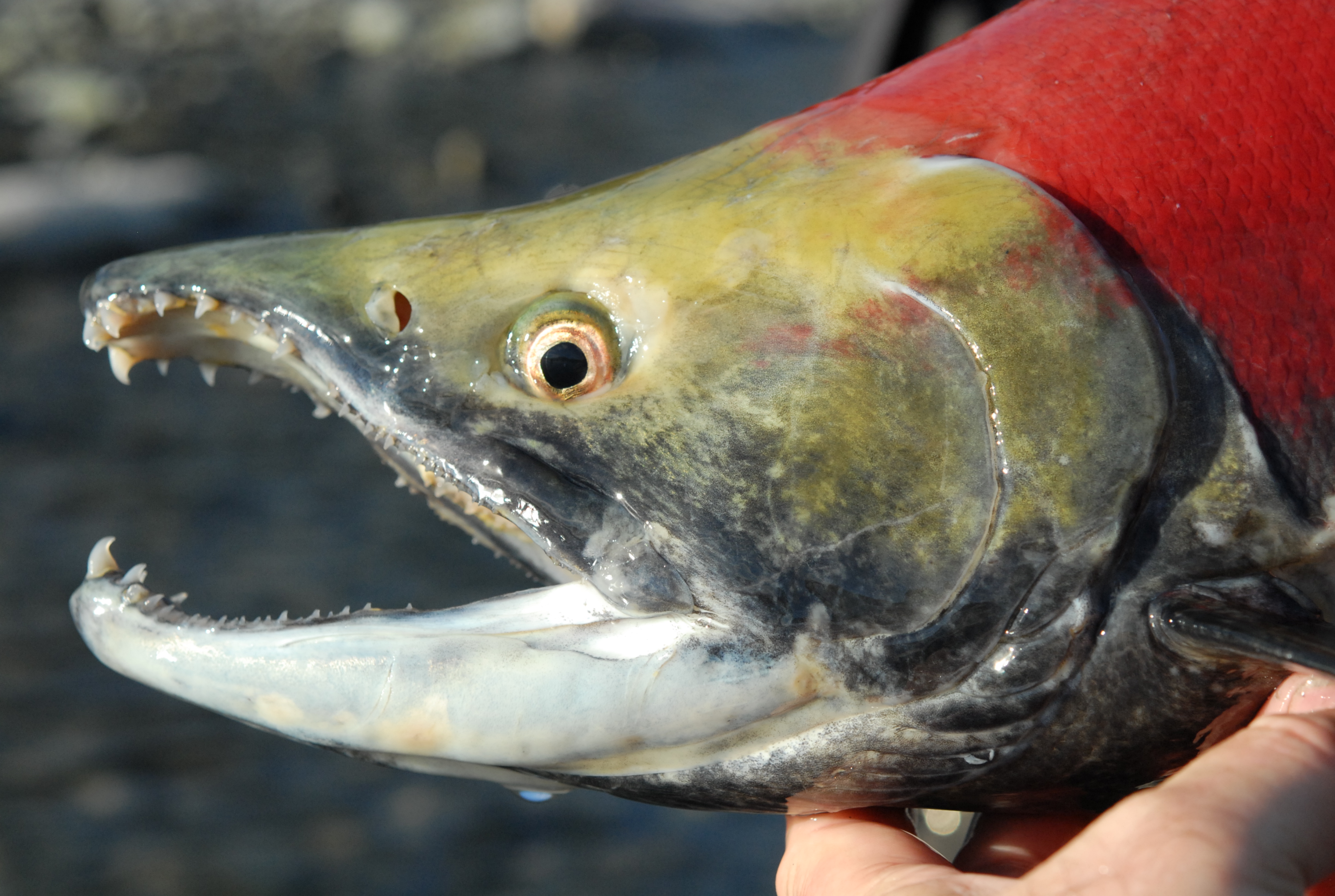 Sockeye Salmon (Spawning Phase) Digital Reference Photos