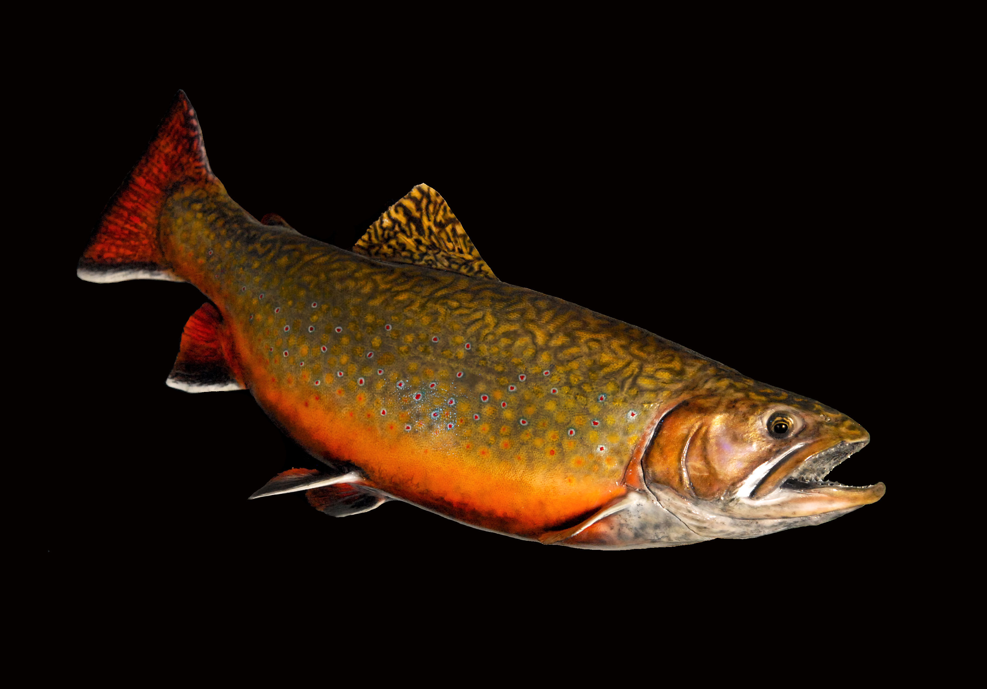 TW Brook Trout RT 21 x 12 - 5.0 LB - Ready to Paint