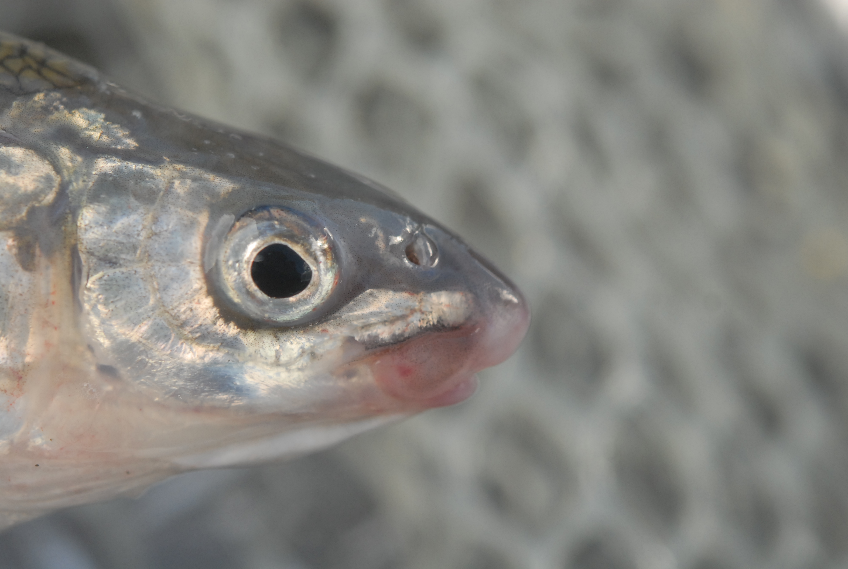 Alaskan White Fish Reference Photo
