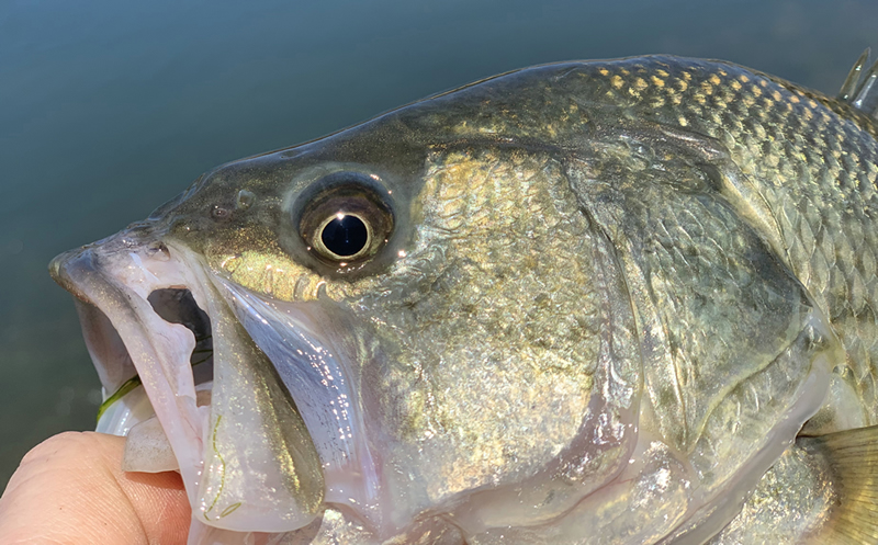 Largemouth Bass Midwest Strain - Digital Reference Photos