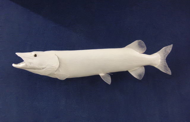 LCR-MUS50.0-1 Musky 50 x 23 36LB- Ready to Paint