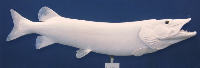 LCR-MUS52.0-2 Musky 52 x 23 40LB- Ready to Paint