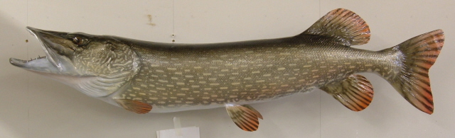 LCR-NPK45.5-1 Northern Pike 45.5 x 22.5 28.5 LB- Ready to Paint