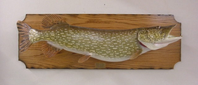 LCR-NPK46.0-3 Northern Pike 46 x 23 32 LB- Ready to Paint