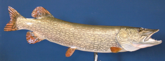 LCR-NPK51.0-1 Northern Pike 51 x 23 39 LB- Ready to Paint