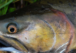 Pink Salmon Reference Photos - Click Image to Close