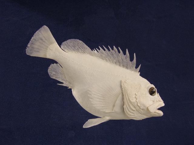 LCR-RCH13.0-1 Pacific Rockfish China 13x11 1.7LB-Ready to Paint