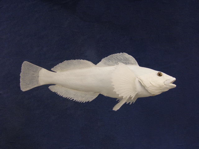 LCR-RGN15.0-1 Pacific Rockfish Greenling 15 x 8.5 1.7LB-RTP