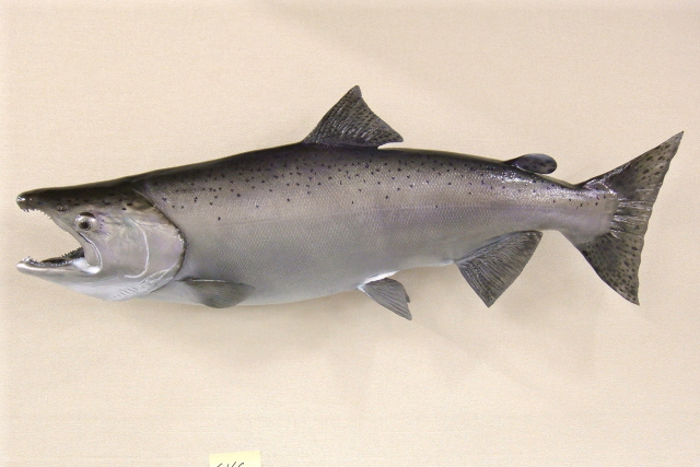 LCR-SKG36.0-2 Chinook Salmon(King) (F) 36x20.5 23LB-Ready Paint
