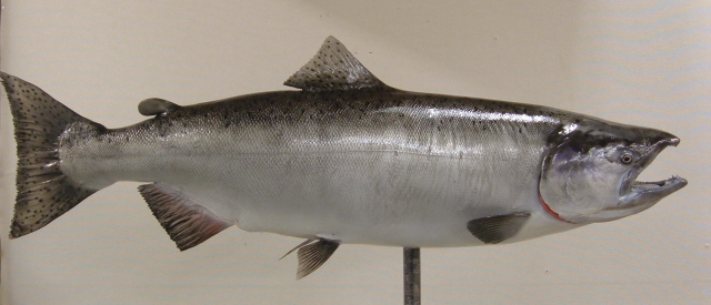 LCR-SKG42.5-1 Chinook Salmon(King) 42.5 x 26 38LB-Ready to Paint