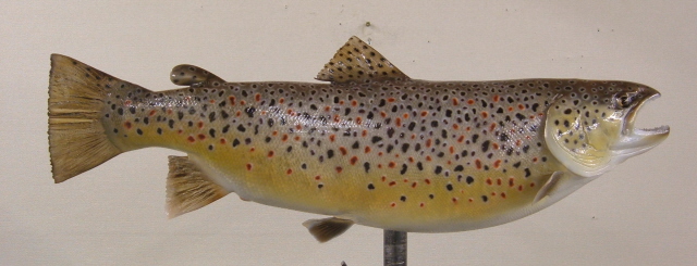 LCR-TBN27.0-2 Brown Trout Female 27 x17 x11 Ready to paint
