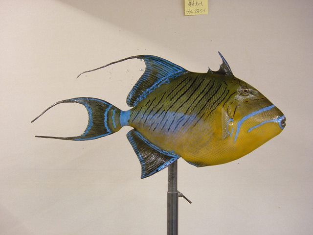 LCR-TQN26.0-1 Trigger Fish : 26 G: 24 W: 12 LB Ready to Paint