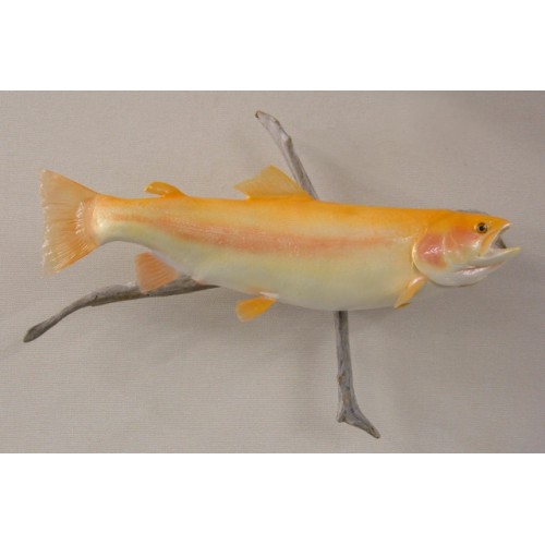LCR-TRB21.0-3 Rainbow Trout M 21 x 12 - 3.9 LB - Ready to Paint