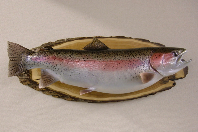 LCR-TRB28.0-2 Rainbow Trout 28 x 17 - 11.6 LB - Unassembled - Click Image to Close