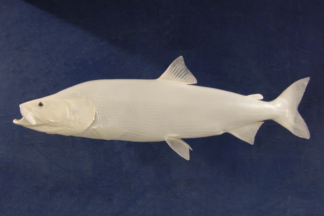 LCR-TSF47.0-1 Sheefish 47 x 25.5 40LB-Ready to Paint