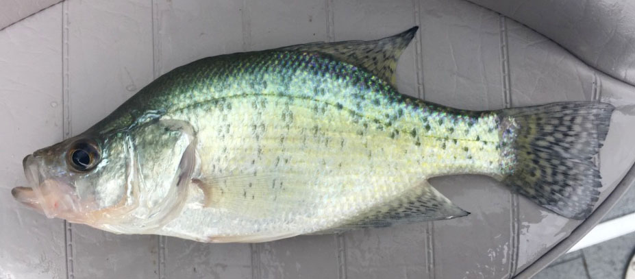 White Crappie - Digital Reference Photos